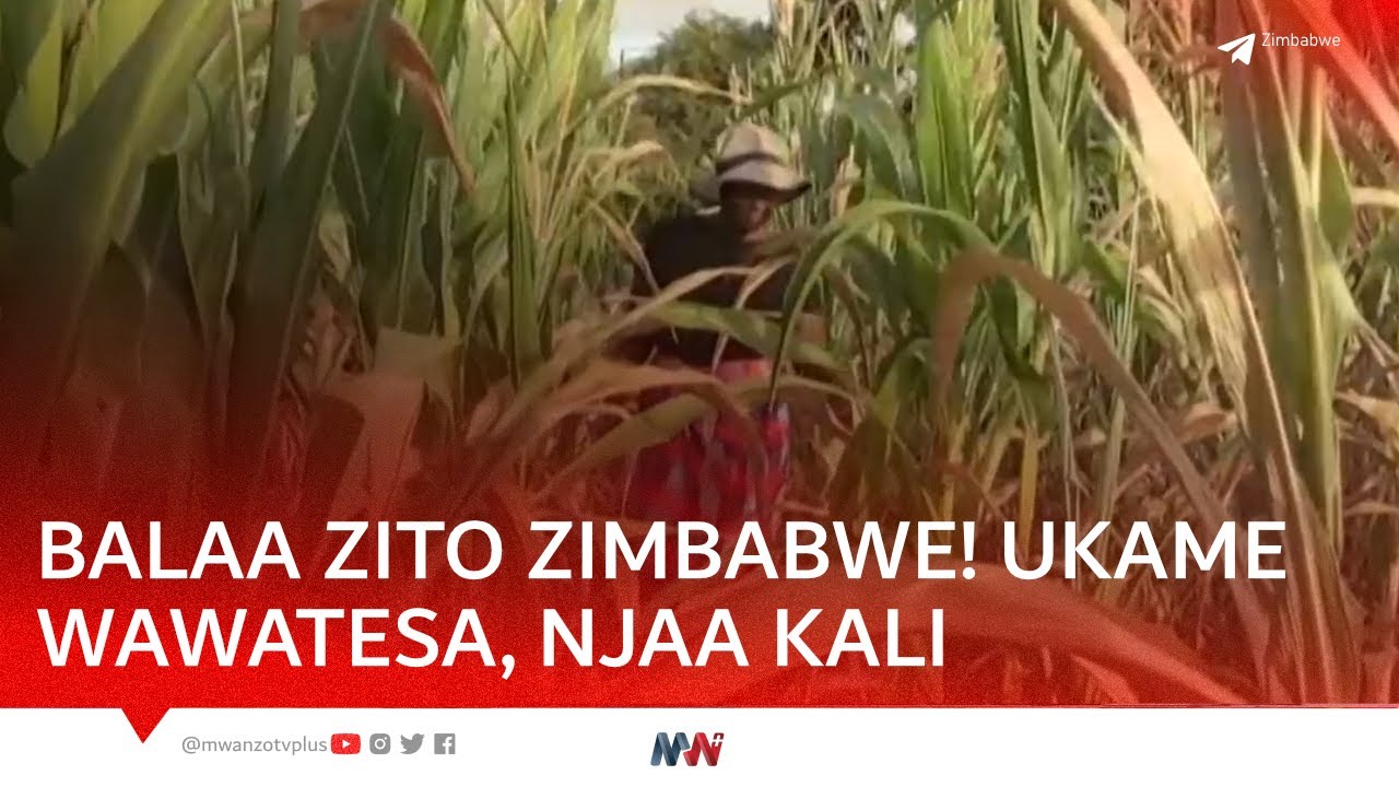 BALAA ZITO ZIMBABWE! UKAME WAWATESA, MAZAO YAKAUKA KUTOKANA NA EI NINO NA KUSABABISHA NJAA KALI