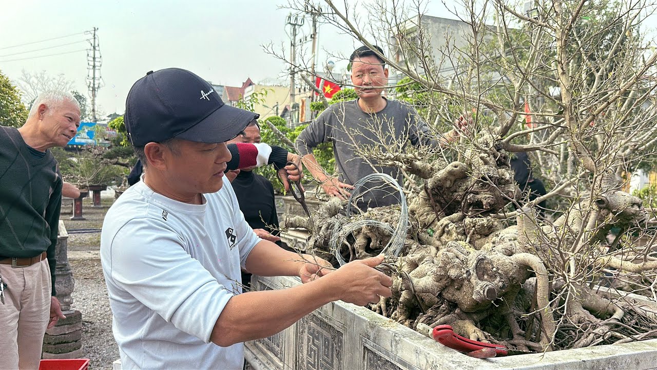 ☎️097 8249648 Anh Nam Lê chỉnh sửa cây giúp ông Thanh | Quảng Tùng