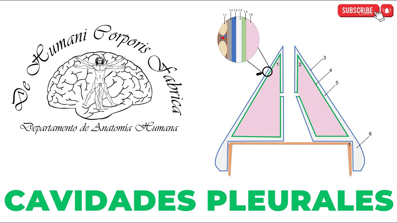 Cavidades Pleurales || Esquema 3D || Resumen completo || Video Clase