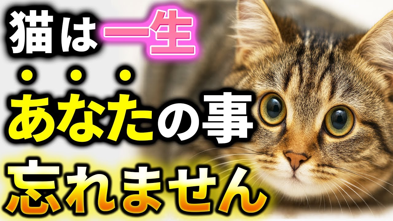 【顔じゃない！】科学で証明された猫が飼い主を覚える7つの方法