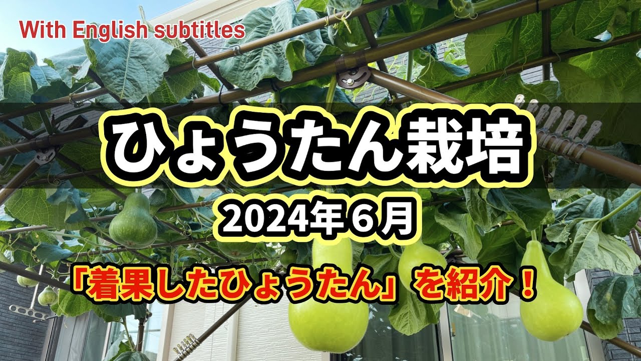 【ひょうたん栽培2024③】６月（着果後の様子）