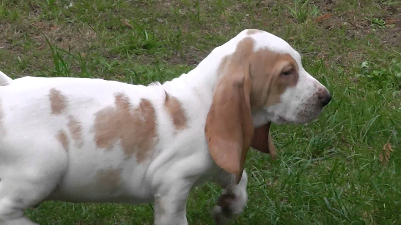 LA INDISCUTIBLE BELLEZA DEL CACHORRO SABUESO ESPAÑOL