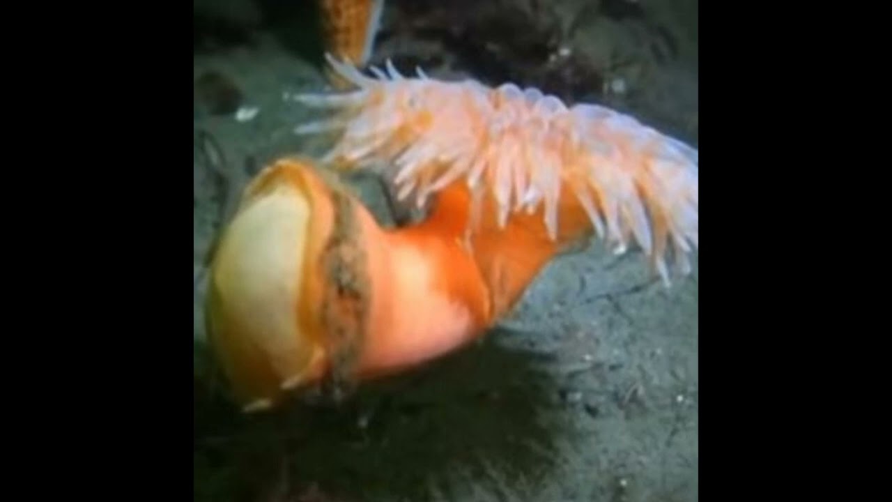 Anemone Drift (.box)