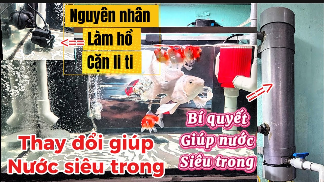 Nguyên Nhân Làm Hồ Cá Bị Cặn Li Ti Bạn Cần Biết - Hồ Cá Sau Khi Làm Lọc Nước Siêu Trong.Hồ Của E Bảo