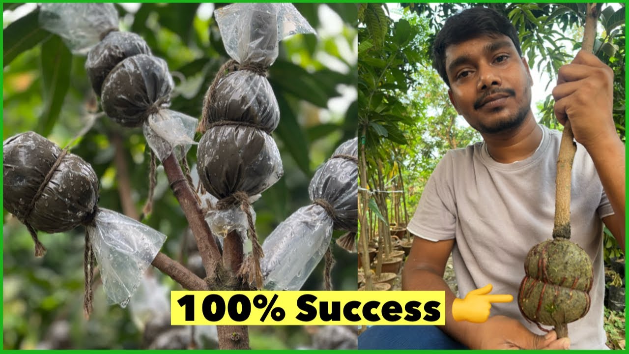 आम के पेड़ में गुटी कलम बांधने का सबसे सही और आसान तरीका।#indian_nursery_tips #airlayering