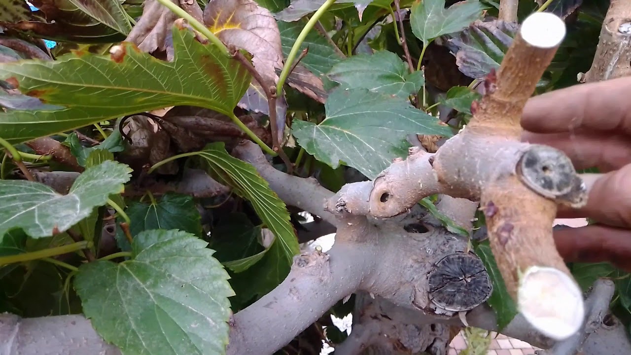 Podando Morera para hacer Sombra en el Jardín/truco de jardinería 100% efectivo
