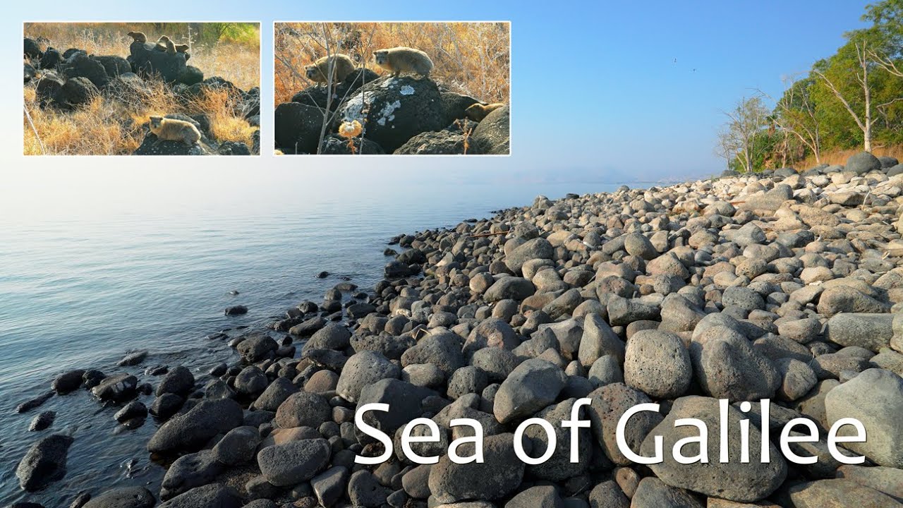 Дикая природа Галилейского моря! В поисках библейского горного дамана (длиннохвостые животные)