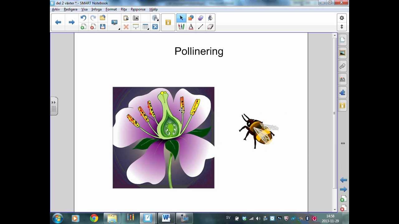 ilja f&ouml;rklarar pollinering