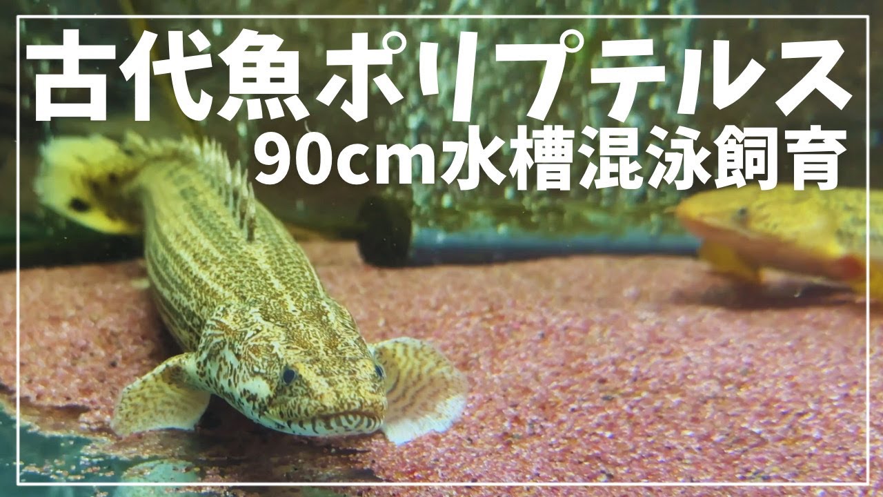トゥジェルシーの成長早すぎ！！90cm水槽で混泳飼育中の全生体紹介。＃中型魚　＃古代魚