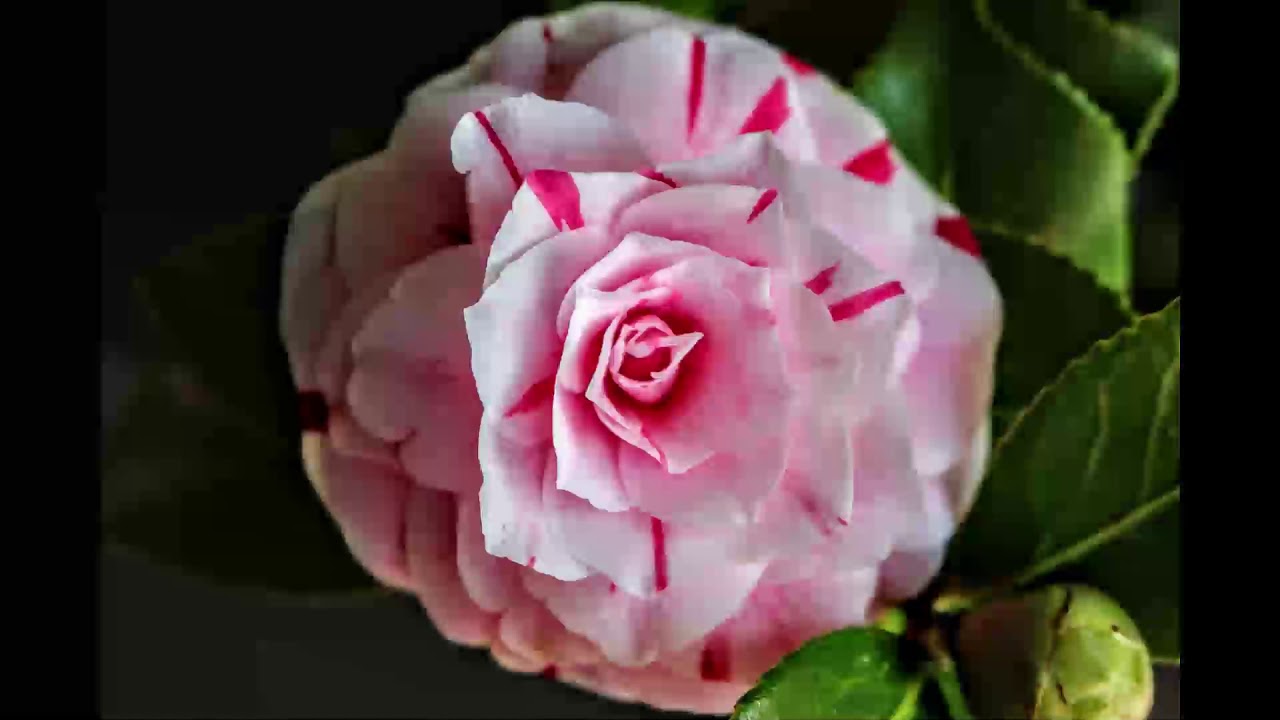 Bonsai: Species profile: camelia