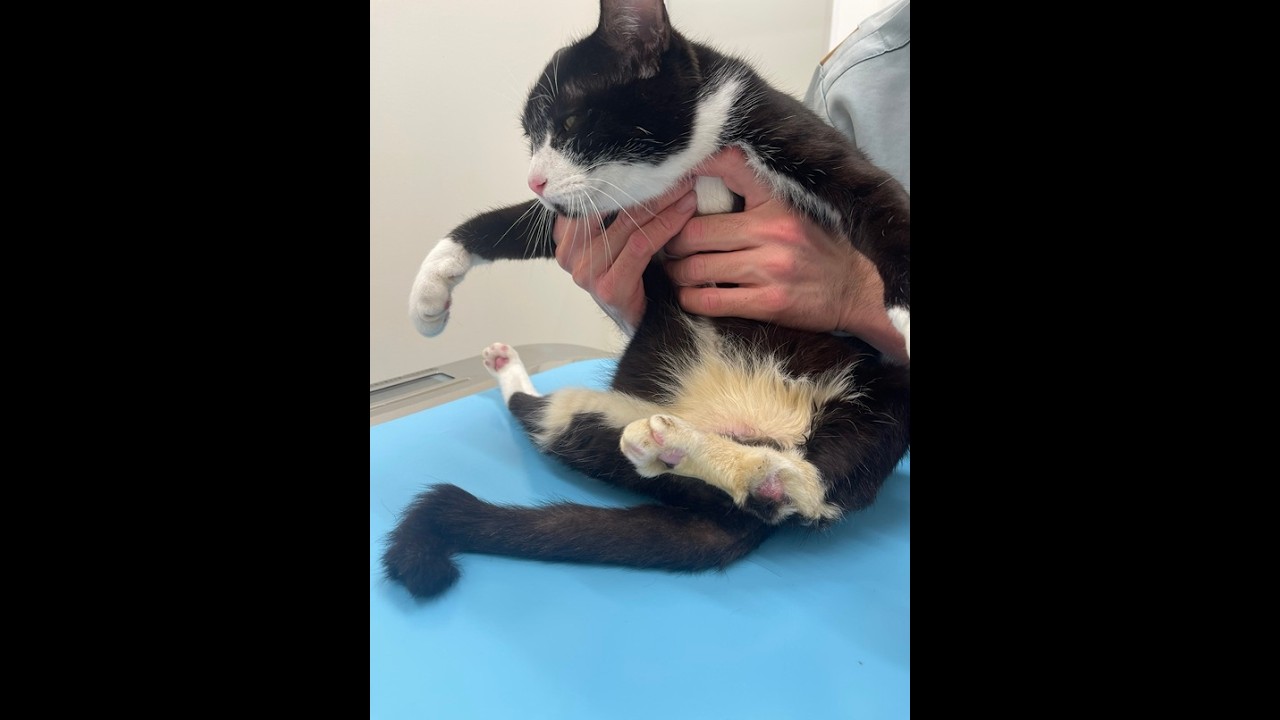 【フルバージョン定期健診】肝酵素上昇💓下半身麻痺猫あいかなちゃん🐈‍⬛肥大型心筋症猫ごまだんごくん💓13匹の大家族💓#下半身麻痺猫#心臓疾患猫#鍼灸治療猫#肥大型心筋症猫