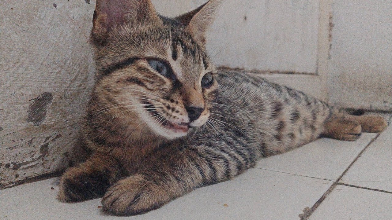 Ngemil #cat #tomcat #merucat