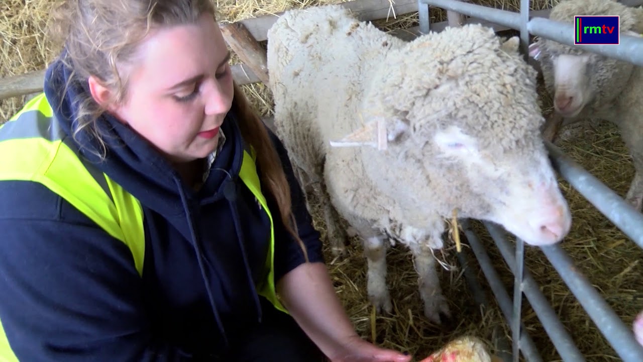 Romney Marsh Wools Open Day