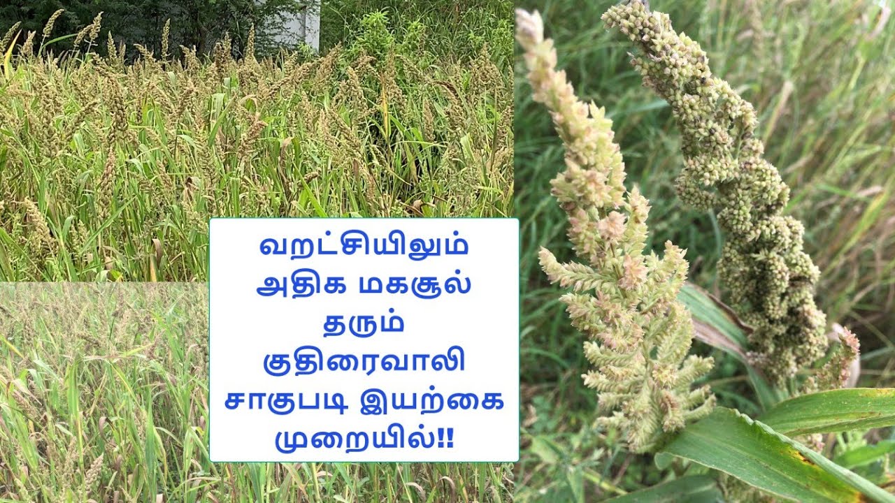 வறட்சியிலும் அதிக மகசூல் தரும் குதிரைவாலி சாகுபடி இயற்கை முறையில் !! | Barnyard Millet cultivation
