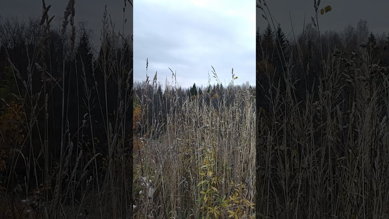 dried grass on the river bank
