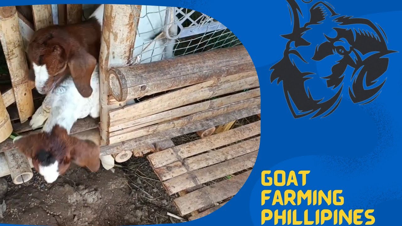 GOAT FARMING PHILIPPINES LOW COST PADEDEHAN NG ALAGANG KAMBING