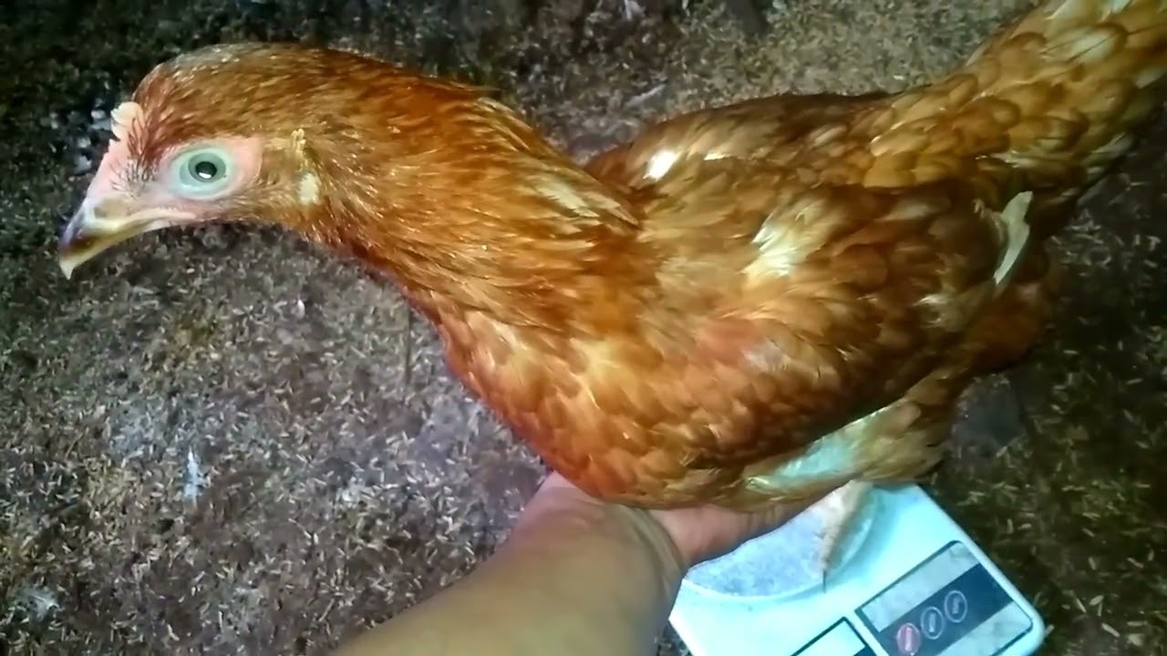 ayam petelur/pullet usia 20 minggu belum bertelur