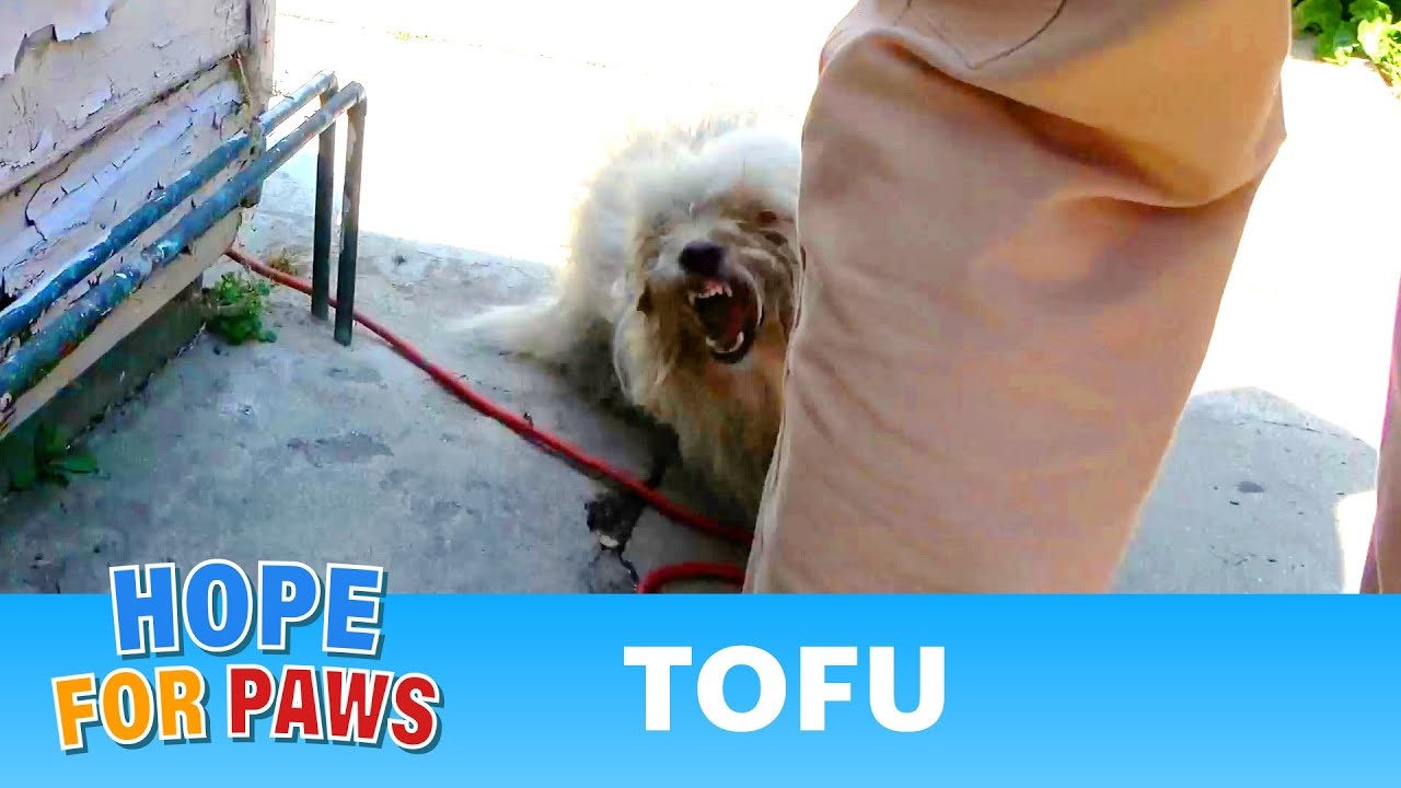Tofu didn't want our cheeseburger, and almost bit our volunteer! 😬 #terrier