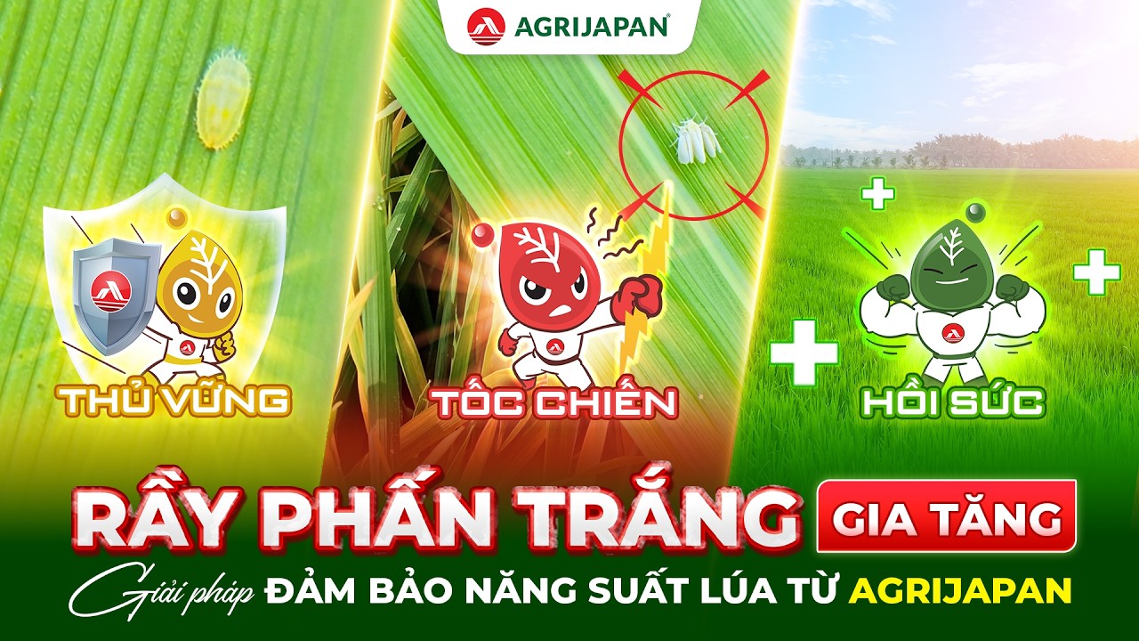 AgriJapan | Rầy Phấn Trắng gia tăng & Giải pháp Đảm Bảo Năng Suất lúa từ Agrijapan