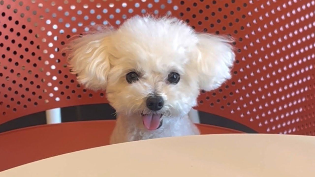 설탕이가 5살이 되었어요🖐🏻| 강아지 일상🐶