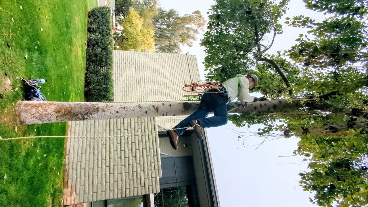 Climb Using A MULTICENDER (Rope Runner Pro, Rope Wrench, Akimbo, etc.) for Arborists & Climbers!