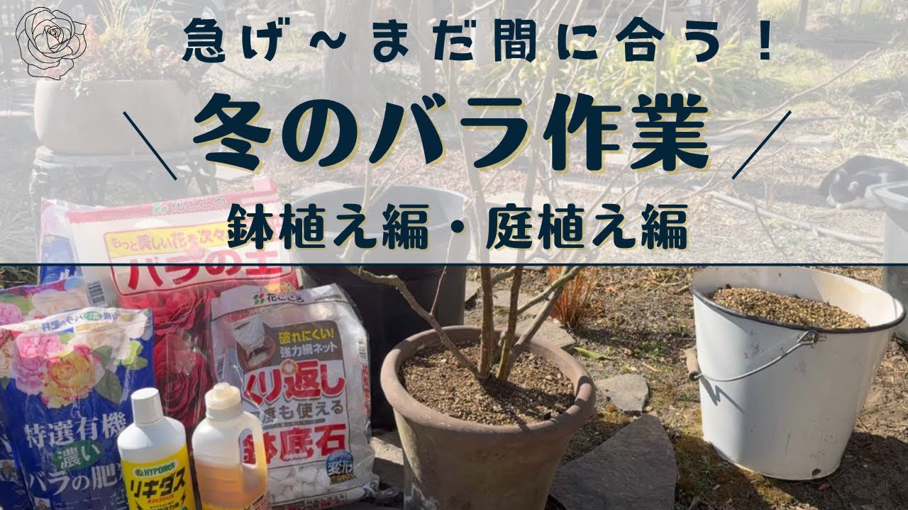 《タイムリミット間近／冬のバラ作業》暖地の方は急いで！いっぱい咲いてバラ栽培が楽になる♪／鉢植え編（植え替え・一部土替え）／庭植え編（植え付け・寒肥え）／花ごころ