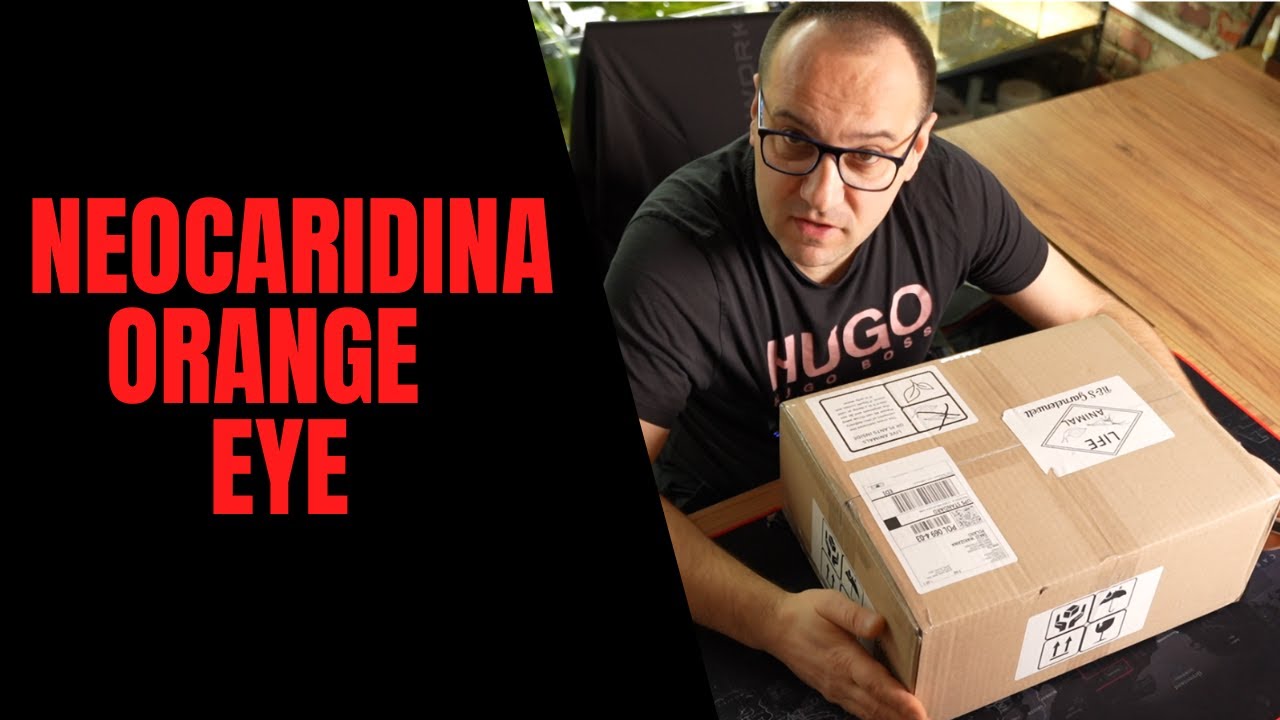 Neocaridina Orange Eye – Co Kryje Ta Paczka?
