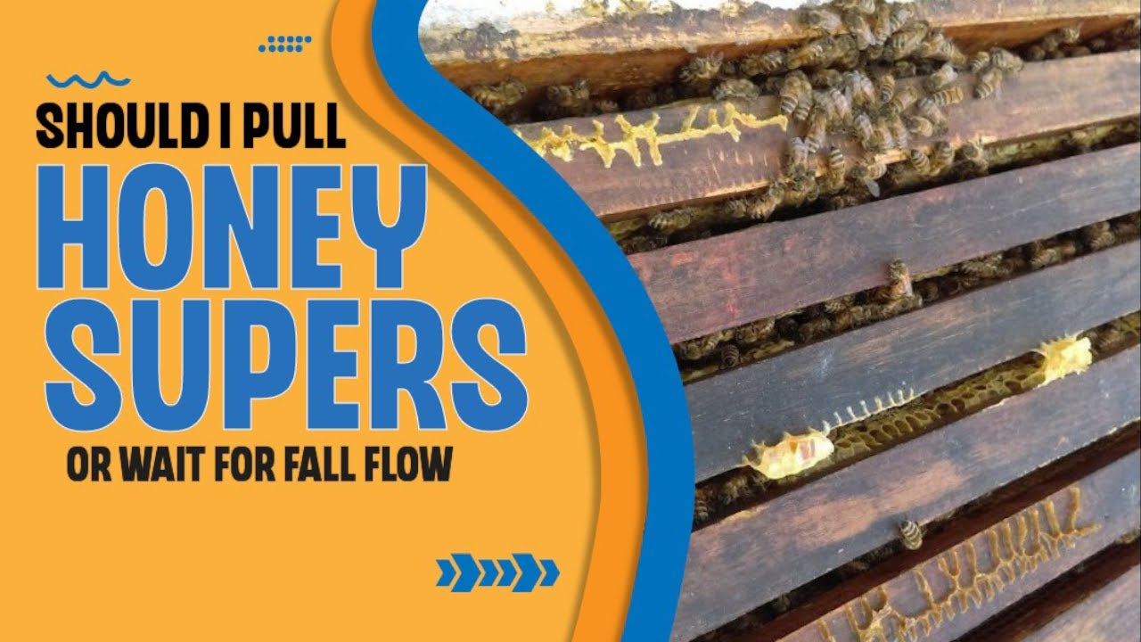 Should I Pull Honey Supers Or Wait For Fall Nectar Flow? (Inside Information For New Beekeepers)