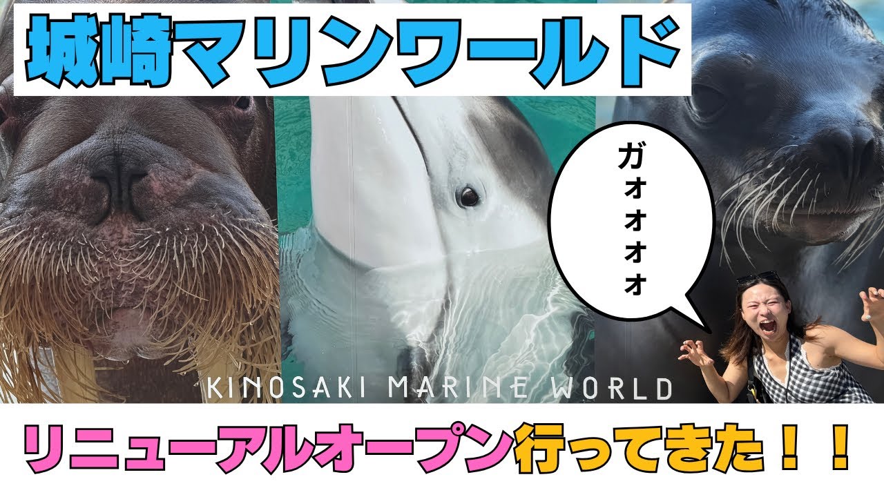 【城崎マリンワールド】リニューアルオープン直後に行ってきた！！水族館Vlog🐬🦭🩵子連れでもデートでも楽しめる！夏休みに城崎旅行オススメです♪