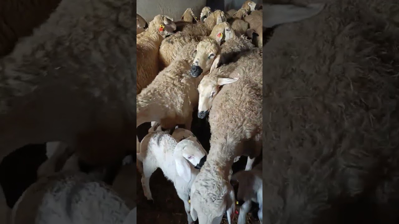 Kuzularin annelleri ile buluşma ani süt vakti 😍