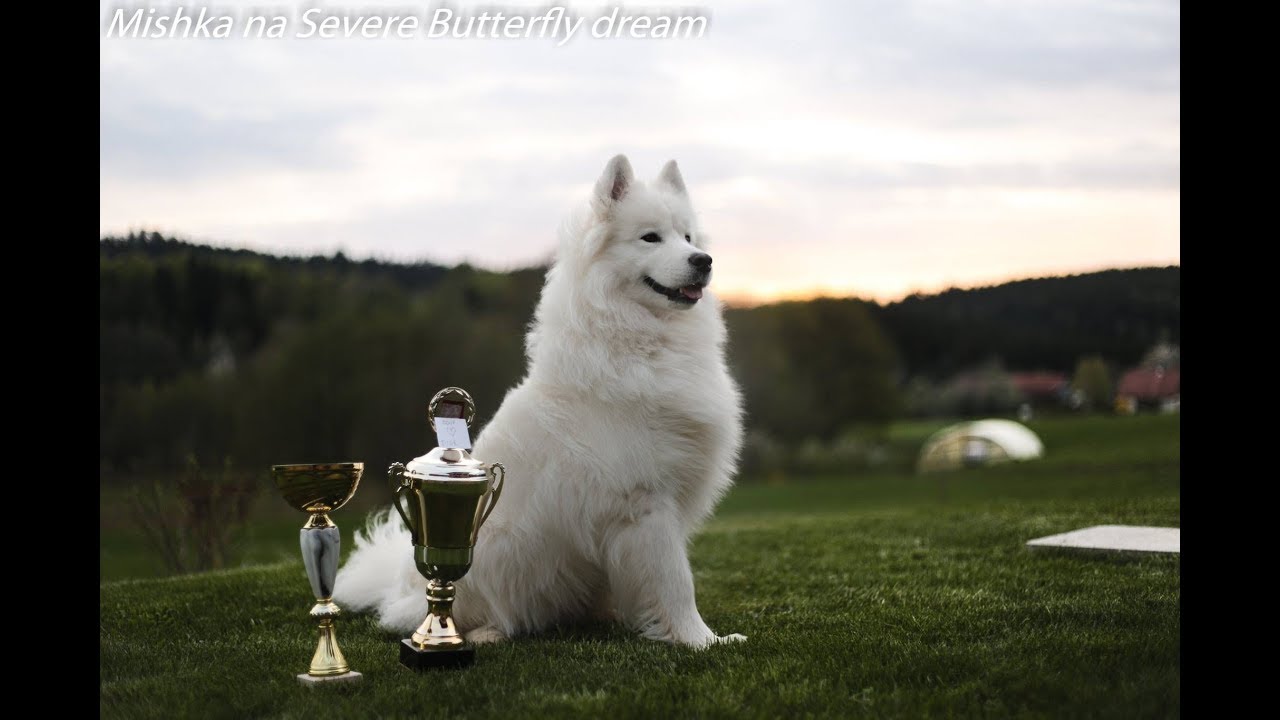 Lexie Samoyede ~ 1st Agility Competition
