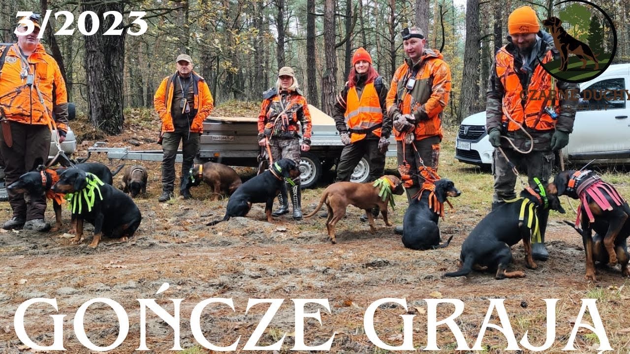 Polowanie zbiorowe w KŁ. Poręba. Hunting Polish GonczyCZARNE DUCHY ZNAD WISŁY FCI.3/2023.
