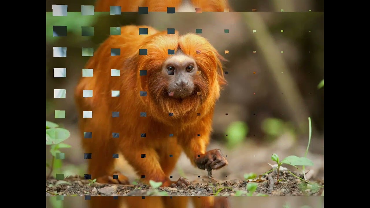 The gentle curve of the Golden Lion Tamarin's snout, an endearing feature
