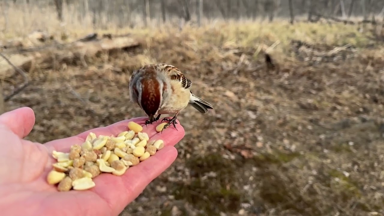 Hand-feeding Birds in Slow Mo - Downy Woodpeckers, American Tree Sparrow