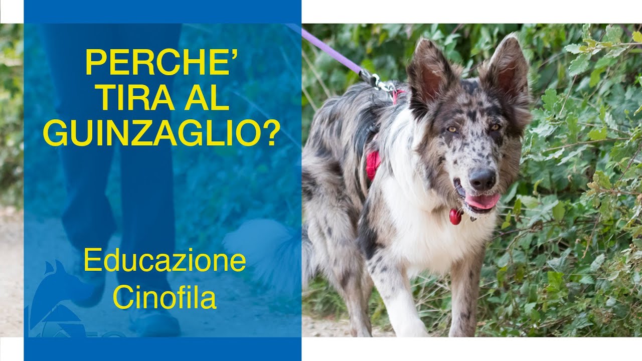 Perchè il Cane Tira al Guinzaglio?