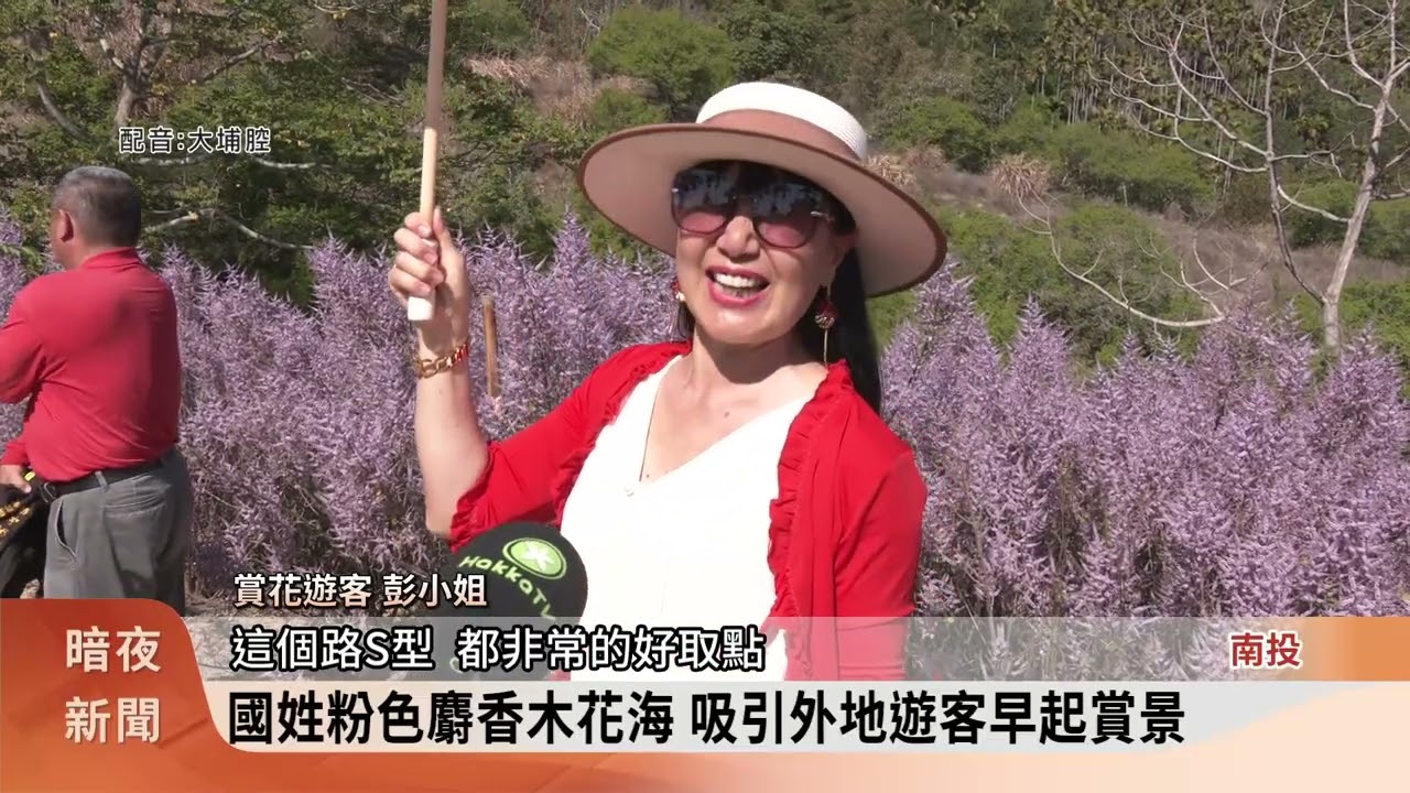 國姓九份二山麝香木花開 粉色景點吸引遊客【客家新聞20260223】