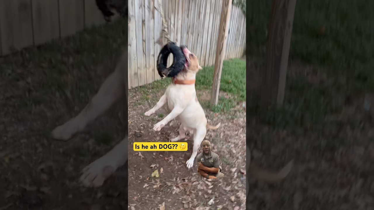 Хотели бы вы собаку с такой энергией? #sskk #viral #fyp #workingdogs #ytshorts