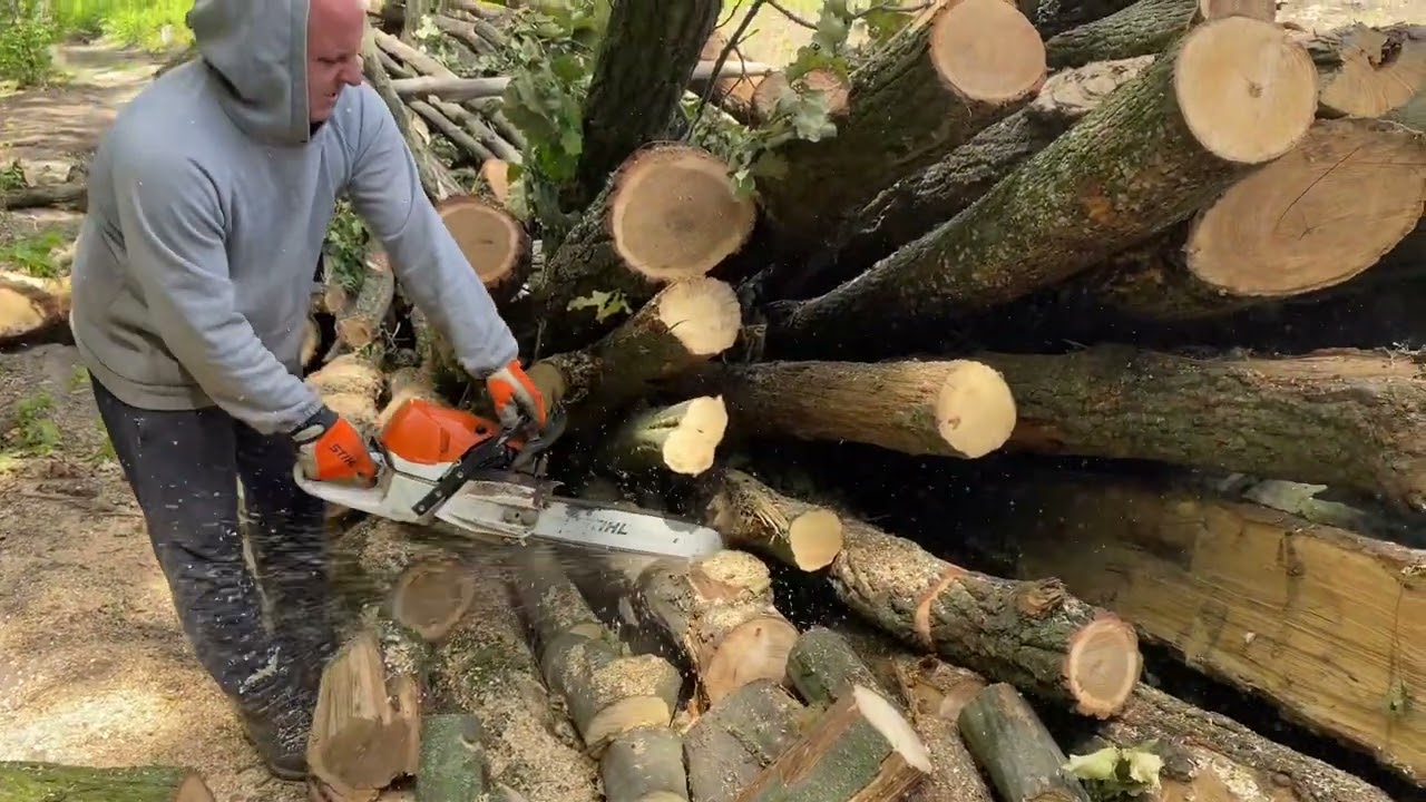 🌳🌳🌳