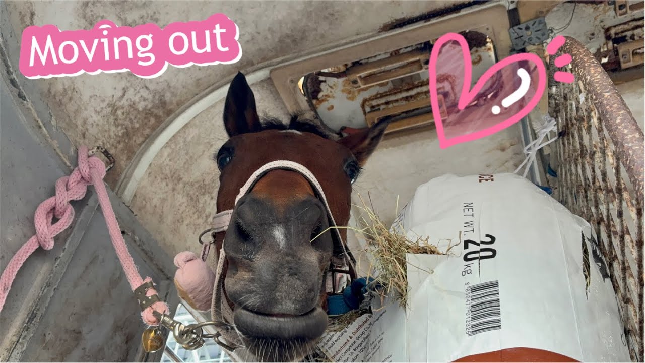 Blinky x Midnight: moving out to another stable ม้าแข่งปลดย้ายบ้าน