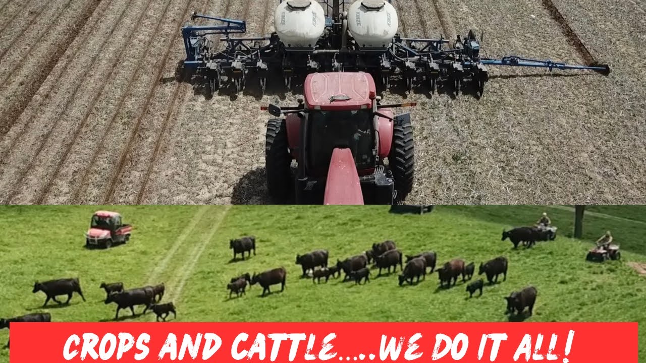 It’s A Busy Time On The Jones Farm!