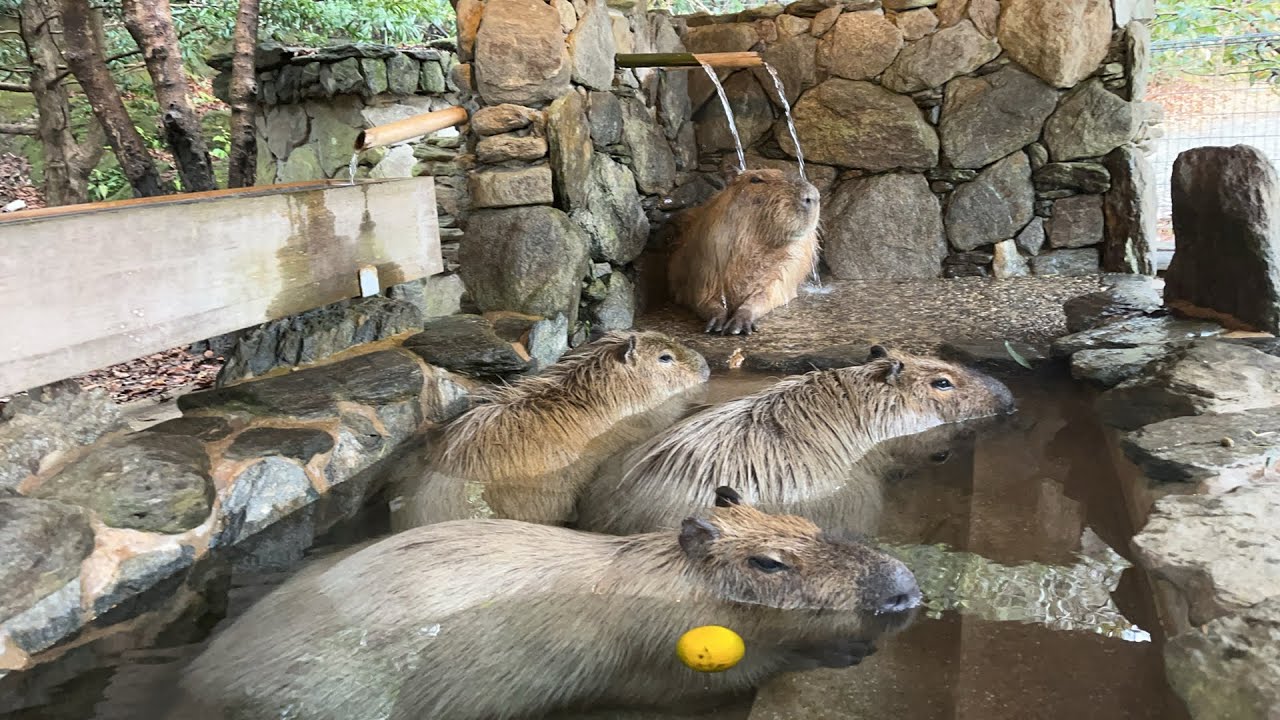 【LIVE】カピバラの露天風呂 Capybara bath