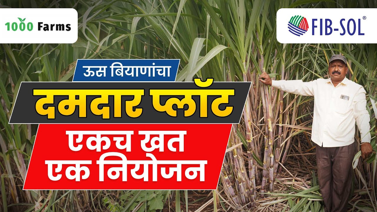 ऊस बियाणांचा दमदार प्लॉट एकच खत एक नियोजन | 5 Varieties of Sugarcane - One Plot, One Management