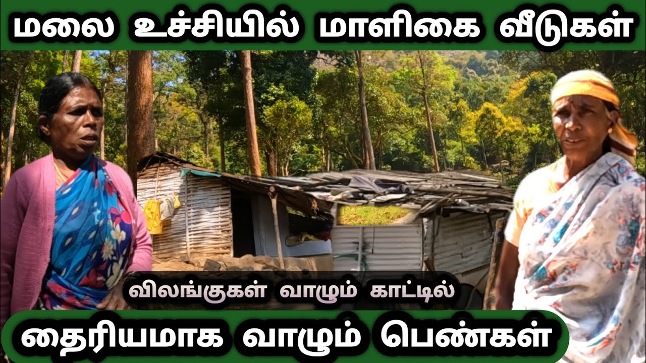 விலங்குகள் வாழும் காட்டில் மலை உச்சியில் தைரியமாக வாழும் ஆதிவாசி பழங்குடியின மக்கள் 
