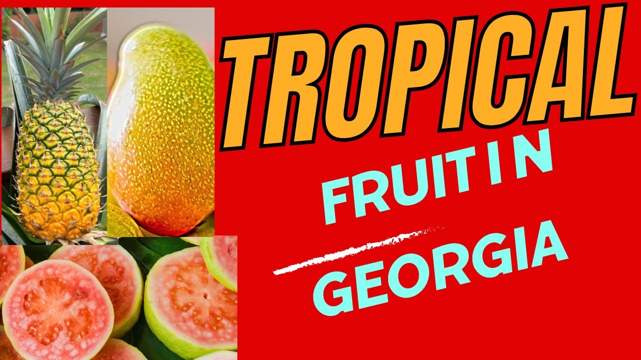 TROPICAL FRUITS THRIVING IN GEORGIA SOIL 