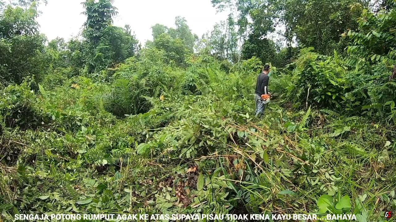 Part 14‼️Potong Rumput Semak Belukar Menggunakan Mesin Rumput STIHL FS 3001 Dikebun.