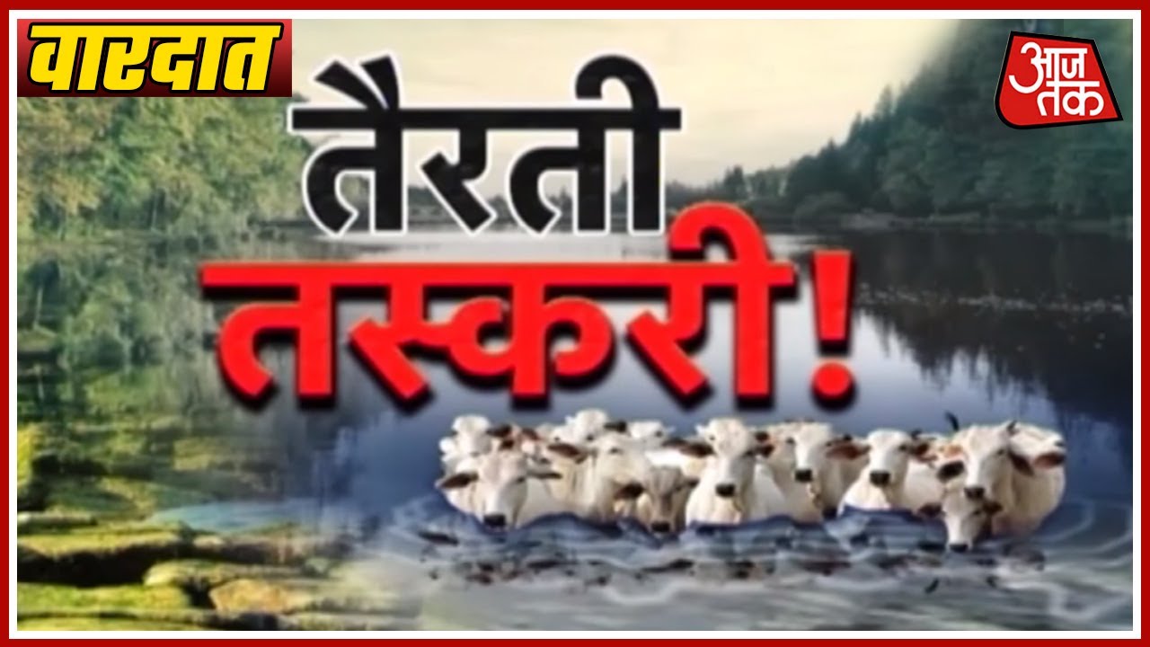 Vardaat: Cows Smuggled To Bangladesh On Floating Banana Stems From Assam