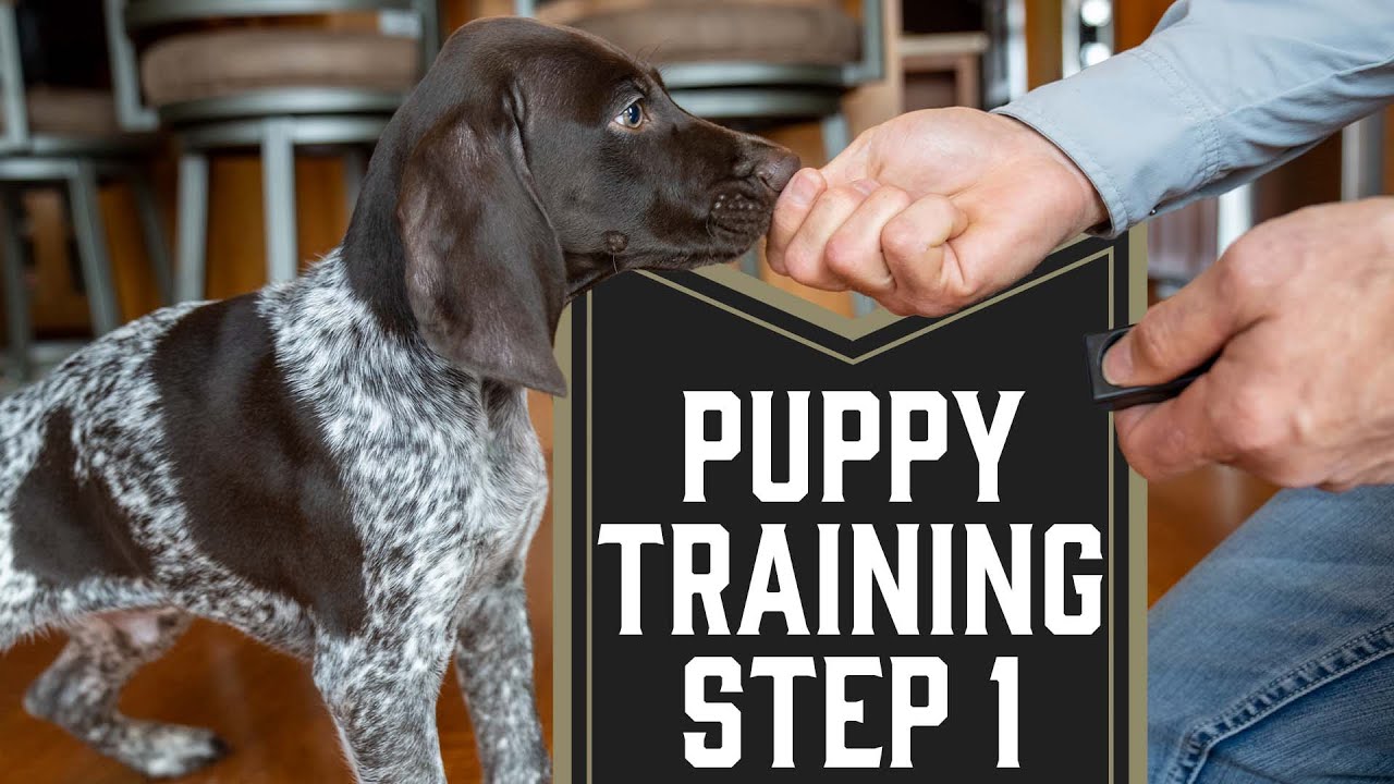 First Step To Training A Puppy