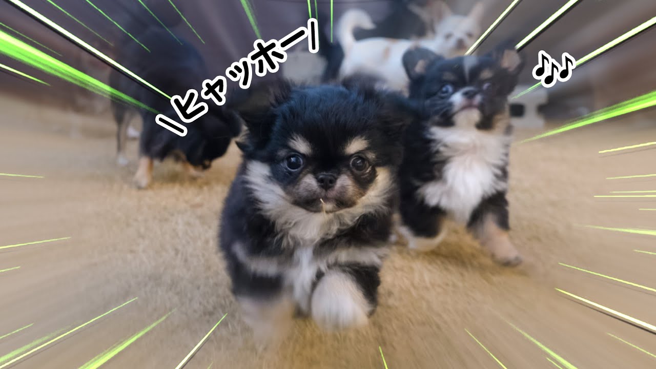 【チワワ】 初めて外に出た生後２か月の仔犬が可愛すぎるんご😍😍😍【ブリーダー】