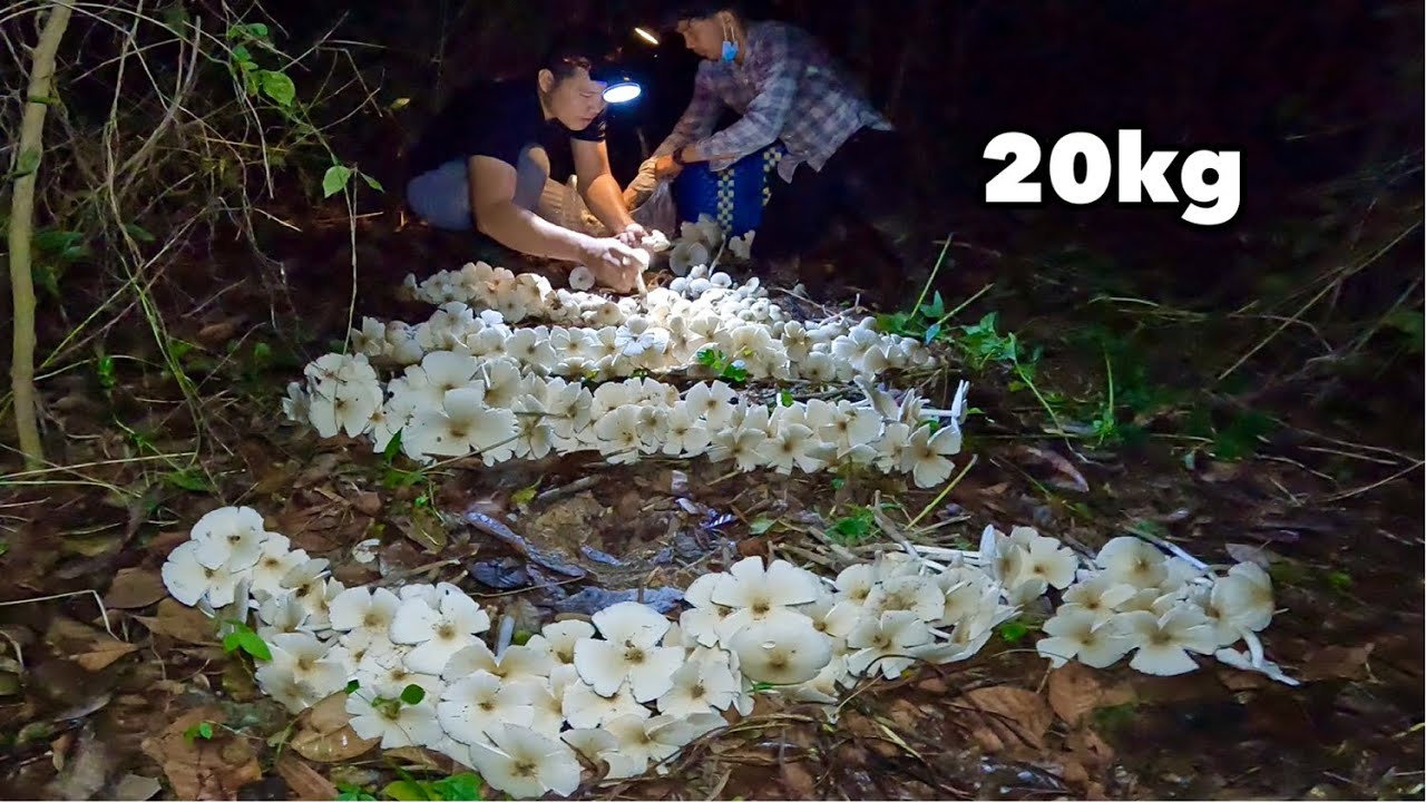 Nấm Mối Mọc Trắng Trong Đêm | BomBom Vlog