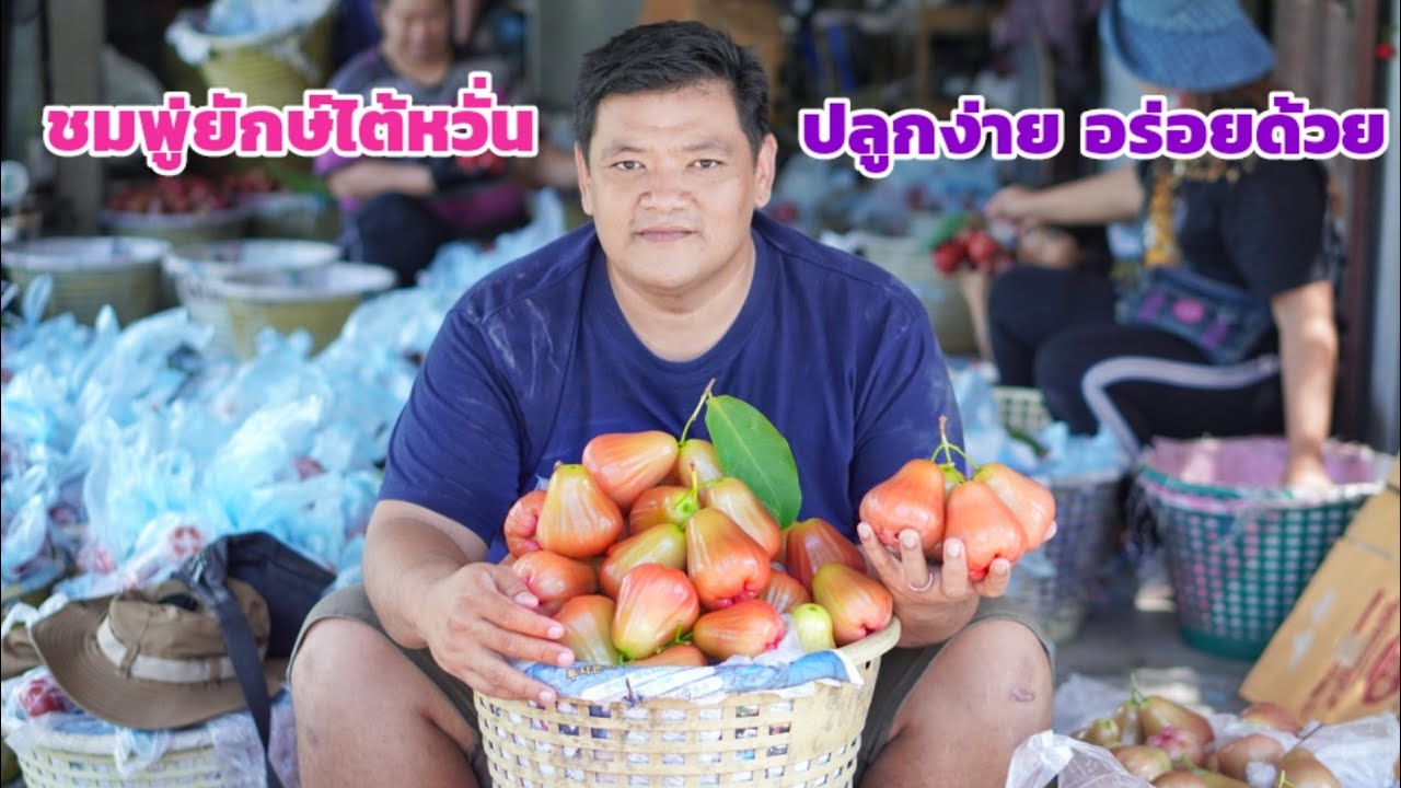ชมพูยักษ์ไต้หวัน ผลสวย ปลูกง่าย ผลิตราคาสูง พาเที่ยวสวนชมพู่ยักษ์ไต้หวัน | พี่ต้อม เกษตรอินทรีย์